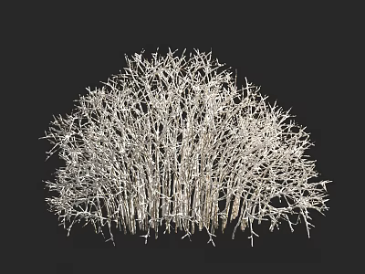 Leafless Arbor with Dense Branches Against Black Background in Natural Form 3d model