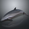 Realistic Dolphin With Streamlined Body On Grey Gradient Background And Reflection On Smooth Surface 3d model