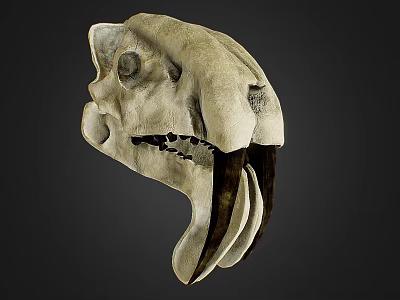Detailed Animal Skull Anatomical Structure Showing Bone Features And Teeth 3d model