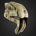 Detailed Animal Skull Anatomical Structure Showing Bone Features And Teeth