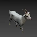 White Goat with Curved Horns Standing on Gray Background