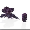 Purple Organ And Hair Resembling Structures With Large Base And Small Formation