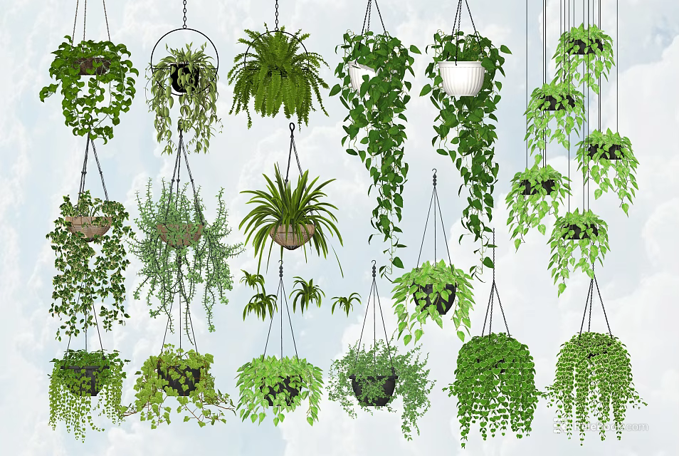 Different Types of Hanging Basket Plants With Lush Green Trailing Foliage for Indoor Decor 3d model 