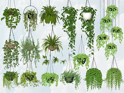 Different Types of Hanging Basket Plants With Lush Green Trailing Foliage for Indoor Decor 3d model