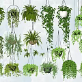 Different Types of Hanging Basket Plants With Lush Green Trailing Foliage for Indoor Decor