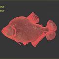 Vibrant Spotted Tropical Fish with Red Eyes Shiny Scales and Colorful Fins on Gray Background