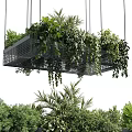 Hanging Basket Plants With Metal Frame And Lush Trailing Vines For Indoor Decoration