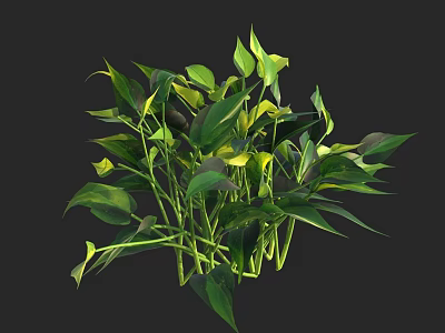 Lush Green Leafy Plant With Yellow Blooms For Indoor Decoration 3d model