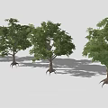 Multiple Lush Green Trees With Aerial Roots Against Gray Background
