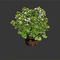 Potted Houseplant With Green Leaves White And Blue Small Flowers In Brown Pot