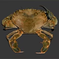Detailed Brown Copper Colored Crab With Hard Shell Claws And Legs As Aquatic Animal