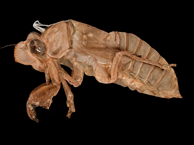Modern cicada shelling 3d model