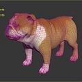 Adorable Brown And White Bulldog Standing On Shiny Black Floor Background