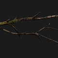 Detailed Dry Wood Branch With Green Moss Texture On Black Background
