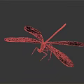 Close Up Black Dragonfly With Orange Tail And Black Wings On Gray Background