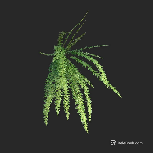 Hanging Green Fern Plant With Long Slender Leaves On Dark Background 3d model 