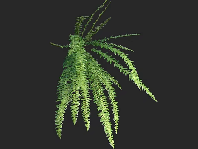 Hanging Green Fern Plant With Long Slender Leaves On Dark Background 3d model