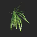 Hanging Green Fern Plant With Long Slender Leaves On Dark Background