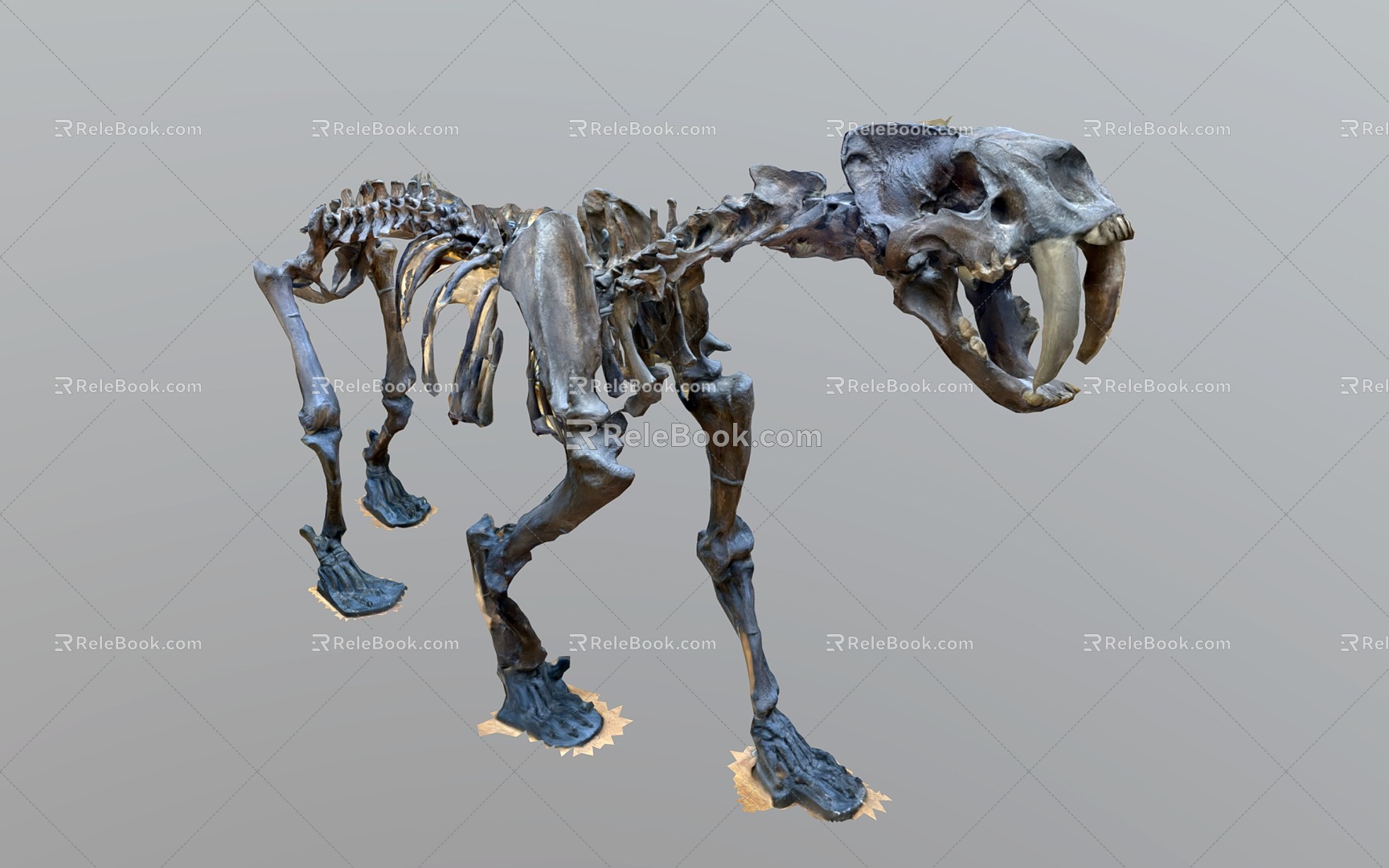 Modern Animal Fossil Animal Skeleton 3d model