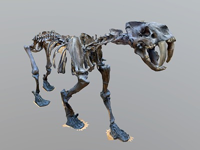 Modern Animal Fossil Animal Skeleton 3d model