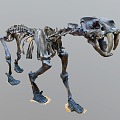 Modern Animal Fossil Animal Skeleton 3d model