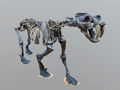 Prehistoric Reptile Skeleton Fossil Display With Detailed Bone Structure And Ancient Features 3d model