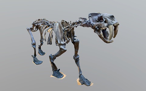 Modern Animal Fossil Animal Skeleton 3d model