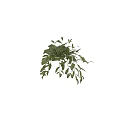 Lush Green Hanging Basket Plant With Vibrant Foliage For Indoor Decoration