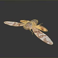 Detailed Cicada With Patterned Orange And White Wings On Dark Background 3d model
