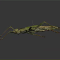 Stick Insect With Camouflage Features Long Legs Green Brown Body On Dark Background
