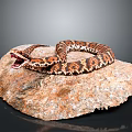 Brown Patterned Snake Coiled With Open Mouth Resting On Rough Rock In Natural Setting 3d model