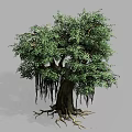 Lush Green Leafy Tree With Thick Trunk Hanging Aerial Roots And Exposed Roots