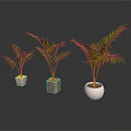 Three Potted Palm Plants of Various Sizes in Different Ceramic Concrete Pots Indoor Reflection