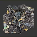 Natural Plant Roots With Fallen Leaves Mushrooms And Twigs On Ground