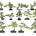 Varied Bonsai Trees In Decorative Pots With Different Shapes And Styles 3d model