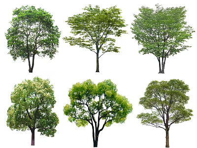 Various Arbor Species With Green Leaves And Different Crown Shapes 3d model