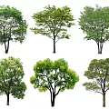 Various Arbor Species With Green Leaves And Different Crown Shapes