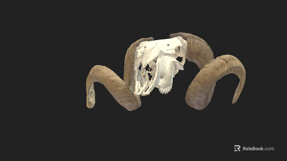 Detailed Ram Skull With Large Curved Horns On Black Background 3d model 