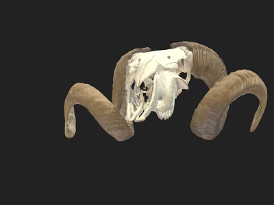 Detailed Ram Skull With Large Curved Horns On Black Background 3d model