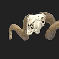 Detailed Ram Skull With Large Curved Horns On Black Background