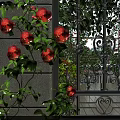 Dark Red Roses In Vase With Green Vines By Stone Wall Wrought Iron Gate Balcony