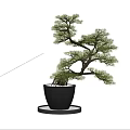 Two Bonsai Trees in Black Pots with Round Base Plates on Wooden Floor