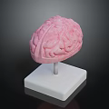 Detailed Human Brain Anatomical Model As Educational Medical Device With Display Stand