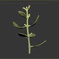 Fresh Green Plant With Stem Leaves And Small Flowers On Black Background