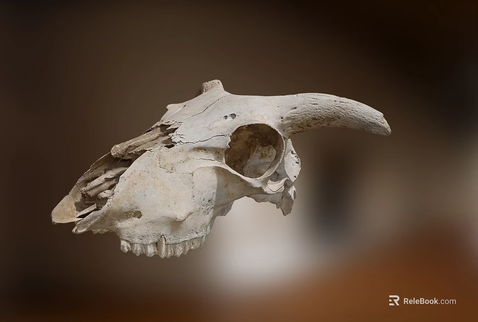 Professional Medical Device Animal Skull Model For Veterinary Educational Training 3d model 
