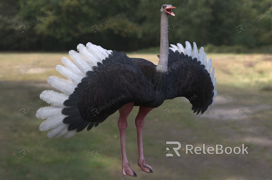 African Ostrich Wildlife Creatures model