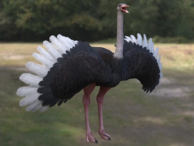 African Ostrich Wildlife Creatures model