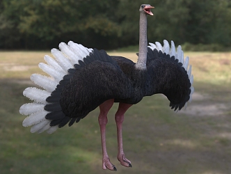 African Ostrich Wildlife Creatures 3d model