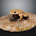 Brown Toad With Rough Skin And Black Eyes On Spotted Stone Against Dark Background