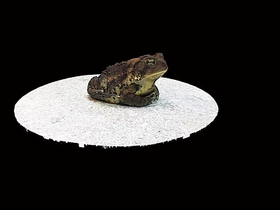 Game Movie Toad Character Sitting On White Circular Platform With Black Background 3d model